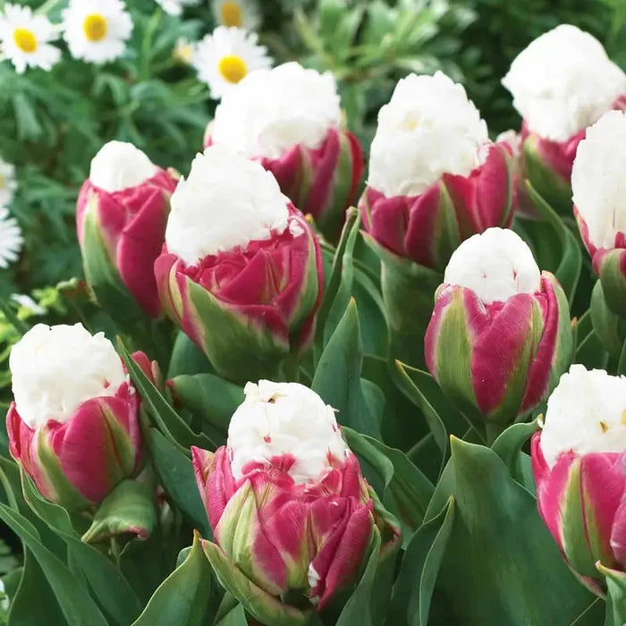 Ice Cream Tulip
