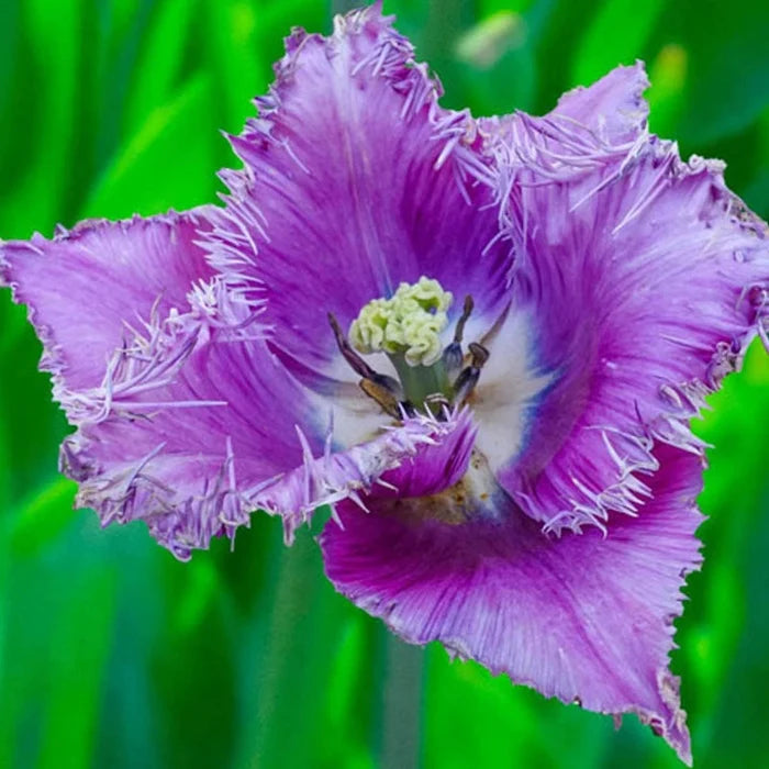 Ice Crystal Tulip