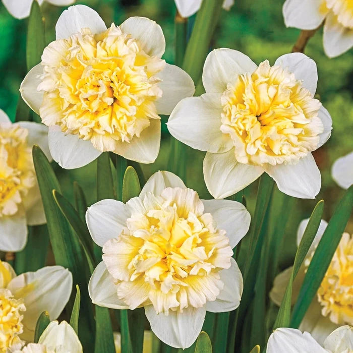 Ice King Daffodil