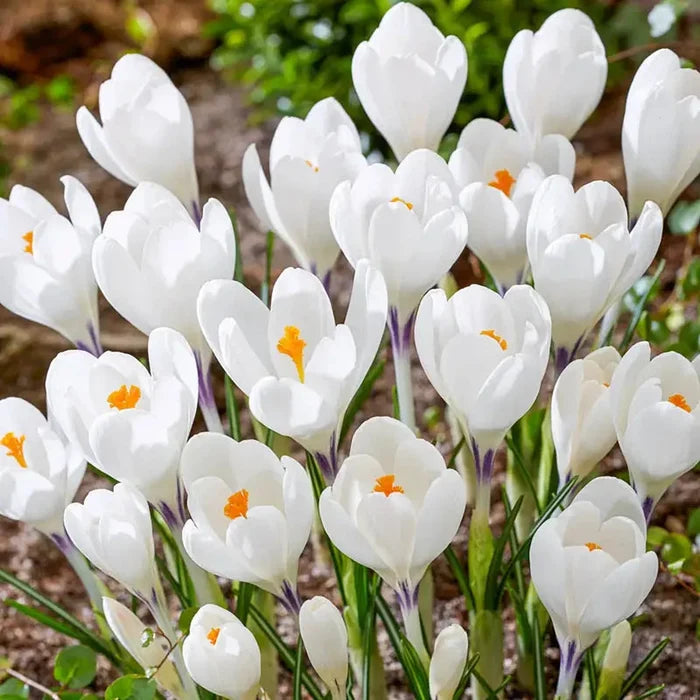 Ice Queen Giant Snow Crocus