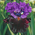 I'm Back Reblooming Bearded Iris