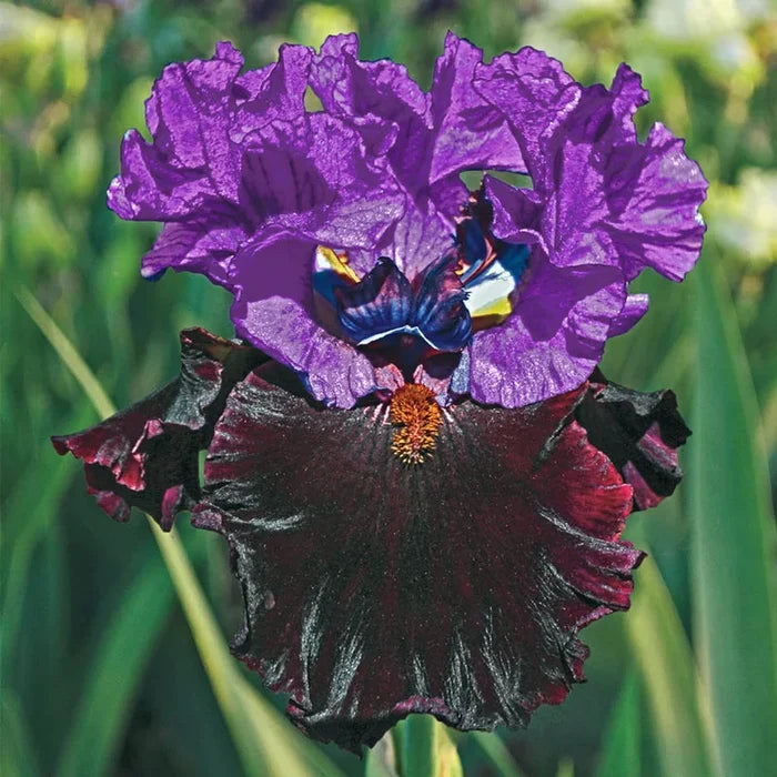 I'm Back Reblooming Bearded Iris
