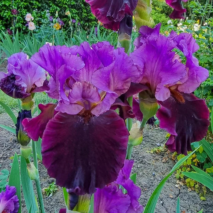 I'm Back Reblooming Bearded Iris