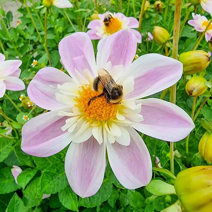 Impression Famosa Dahlia