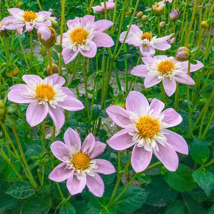 Impression Famosa Dahlia