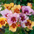 In Your Eyesshrub Rose