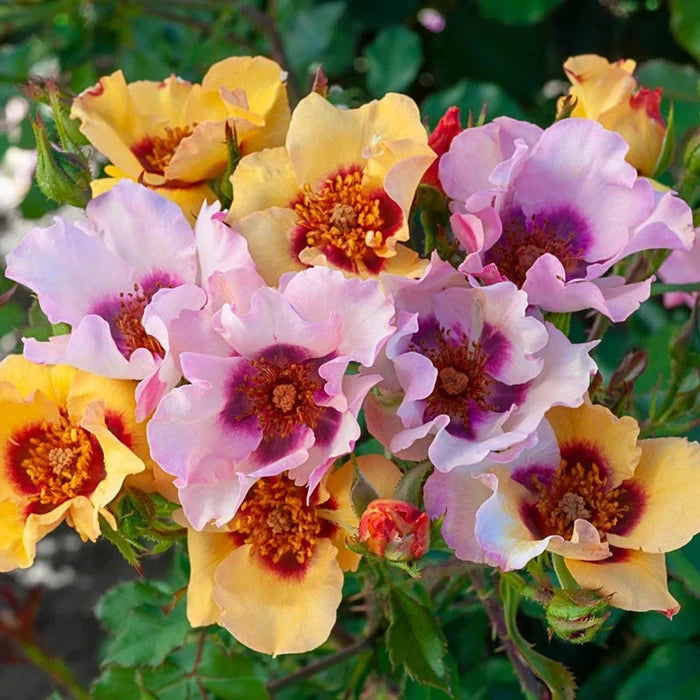 In Your Eyesshrub Rose