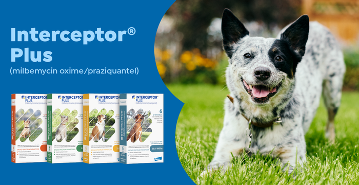 Interceptor Plus Chewables for Dogs