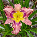 Lily Among Thorns Reblooming Daylily