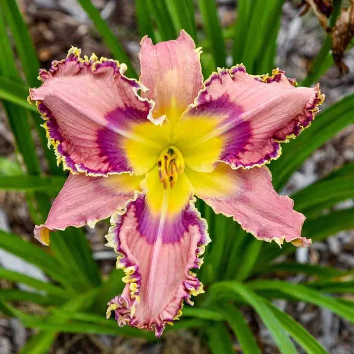 Lily Among Thorns Reblooming Daylily