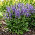 Midnight Model Salvia