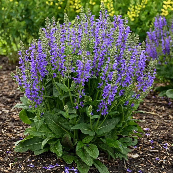 Midnight Model Salvia
