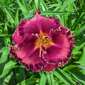 Musicality Reblooming Daylily