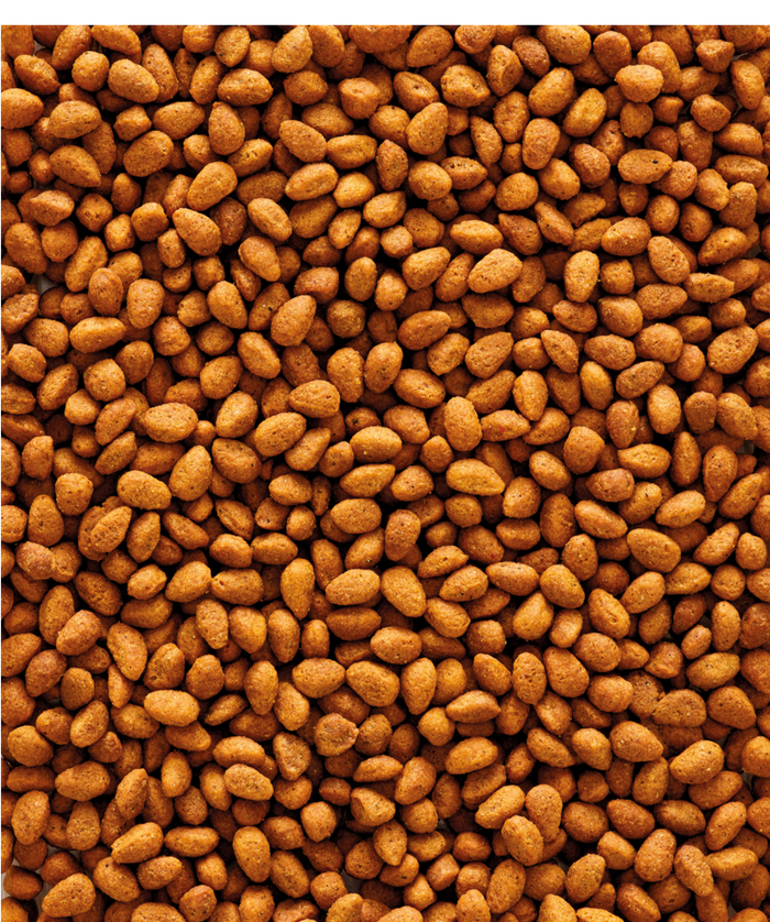 Food for Big Parakeets
