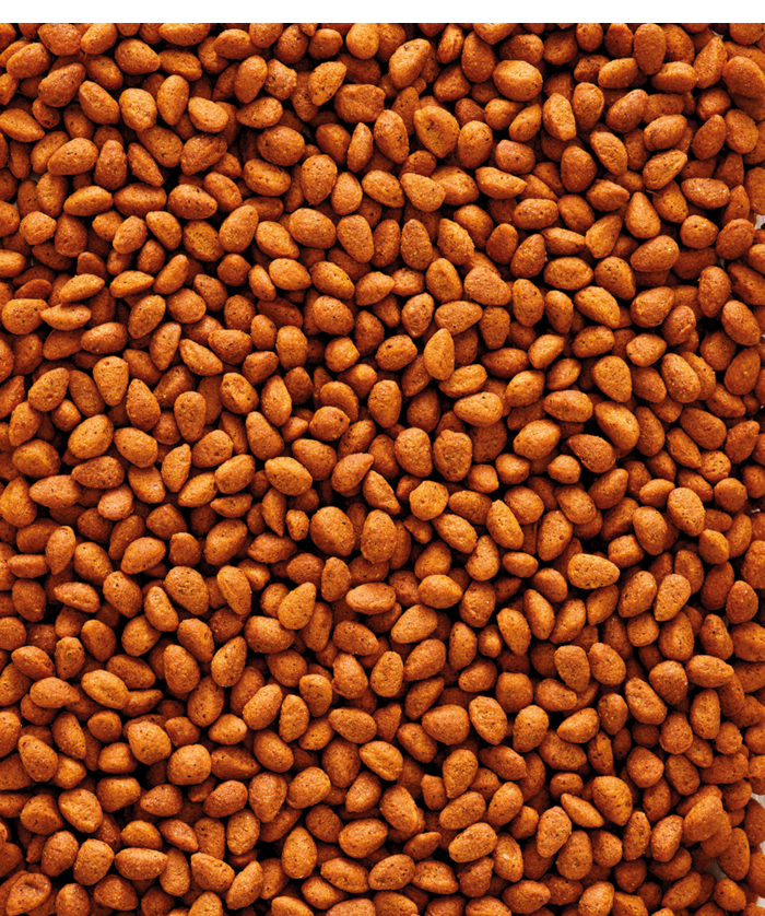 Parakeet Food