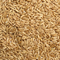 Oat Groats