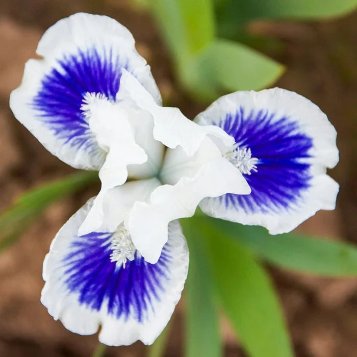 Open Your Eyes Dwarf Bearded Iris