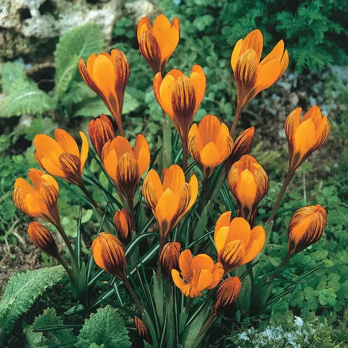 Orange Monarch Snow Crocus