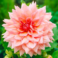 Otto Thrill Dahlia