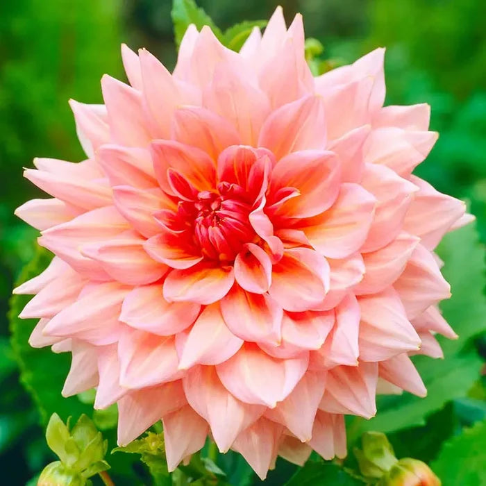 Otto Thrill Dahlia