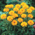 Oxeye