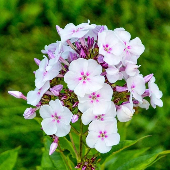 Party Girl Phlox