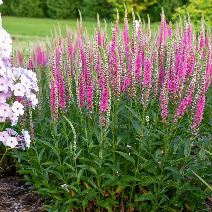 Perfectly Picasso Spike Speedwell