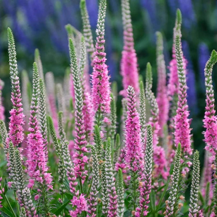 Perfectly Picasso Spike Speedwell