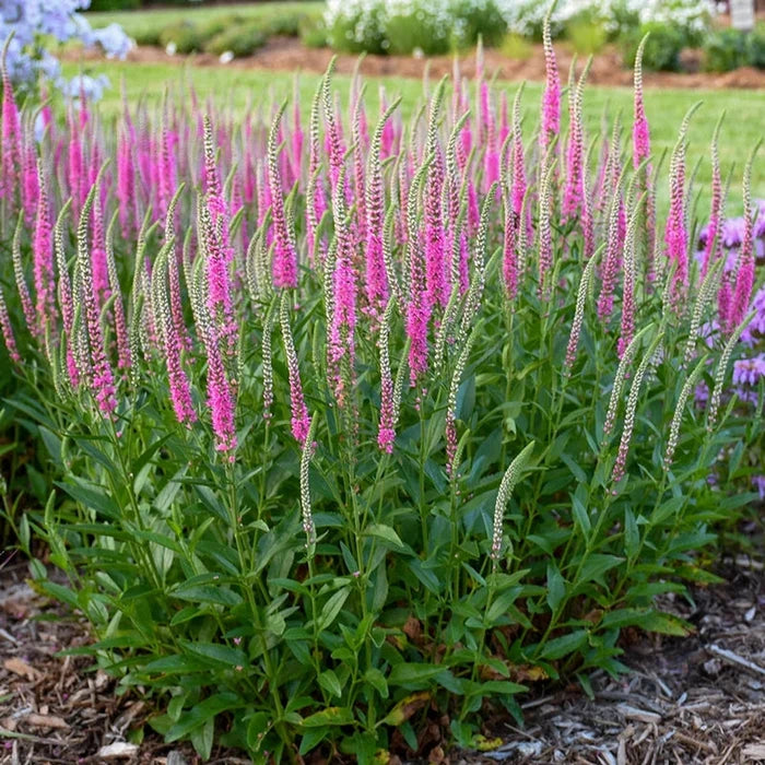 Perfectly Picasso Spike Speedwell