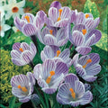 Pickwick Giant Dutch Crocus