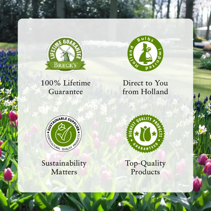 Pickwick Giant Dutch Crocus