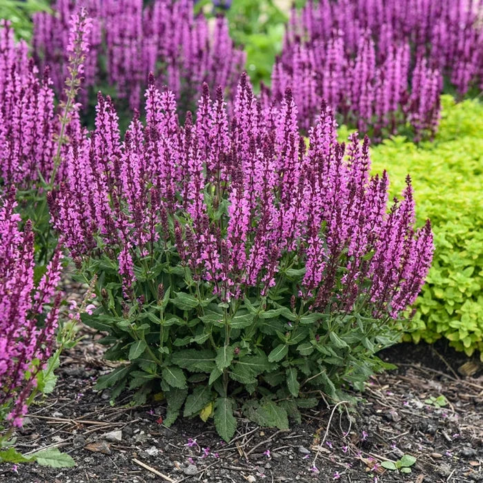 Pink Profusion Salvia