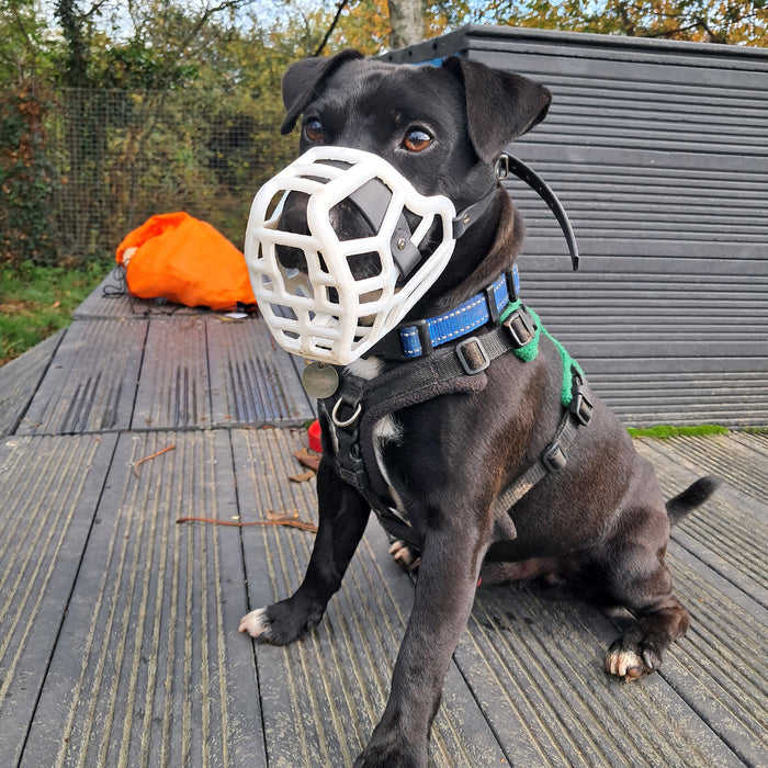 PRE ORDER Grey Size Jimmy Dog Muzzle - Made to order muzzle with colour customisation (shipping March 2027)