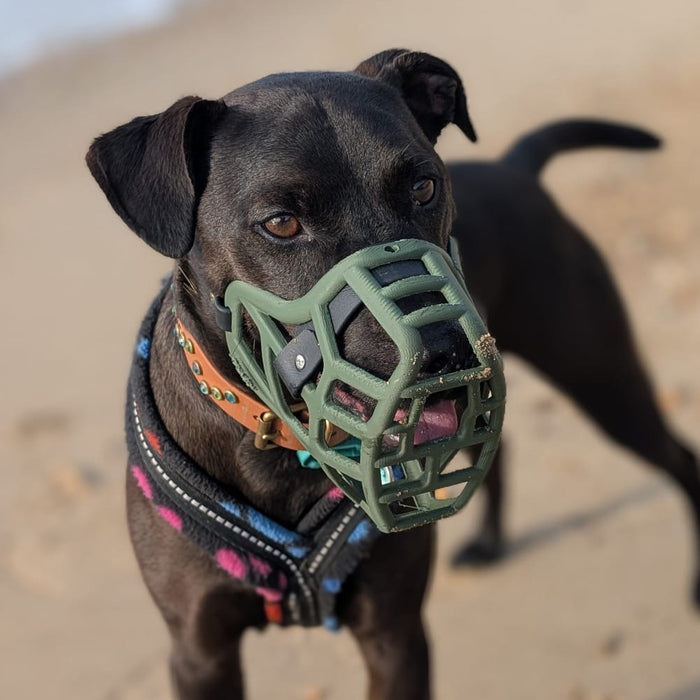 PRE ORDER Grey Size Jimmy Dog Muzzle - Made to order muzzle with colour customisation (shipping March 2027)