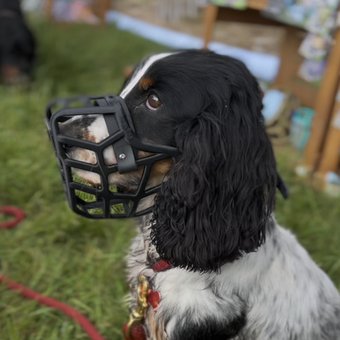 PRE ORDER Grey Size Jimmy Dog Muzzle - Made to order muzzle with colour customisation (shipping March 2027)
