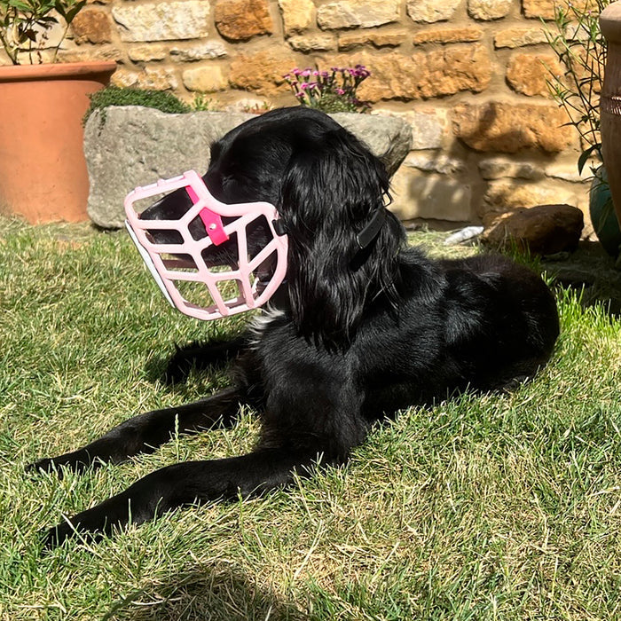 PRE ORDER Size Jimmy Dog Muzzle - Made to order muzzle with colour customisation (shipping March 2027)