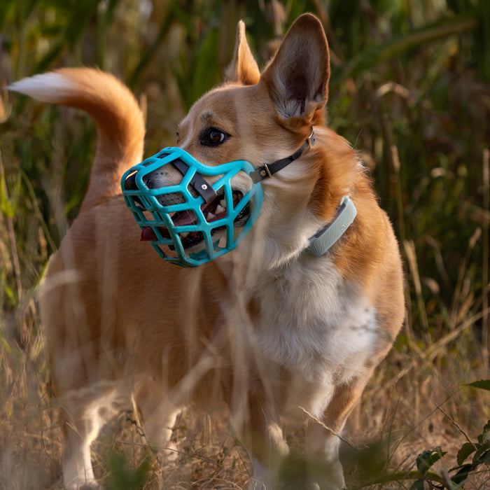 PRE ORDER Size Jimmy Dog Muzzle - Made to order muzzle with colour customisation (shipping March 2027)