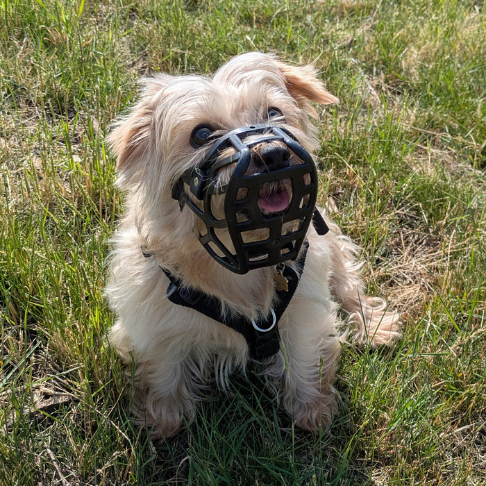 PRE ORDER Size Mia Dog Muzzle - Made to order muzzle with colour customisation (shipping September 2026)