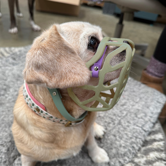 PRE ORDER Size Mia Dog Muzzle - Made to order muzzle with colour customisation (shipping September 2026)