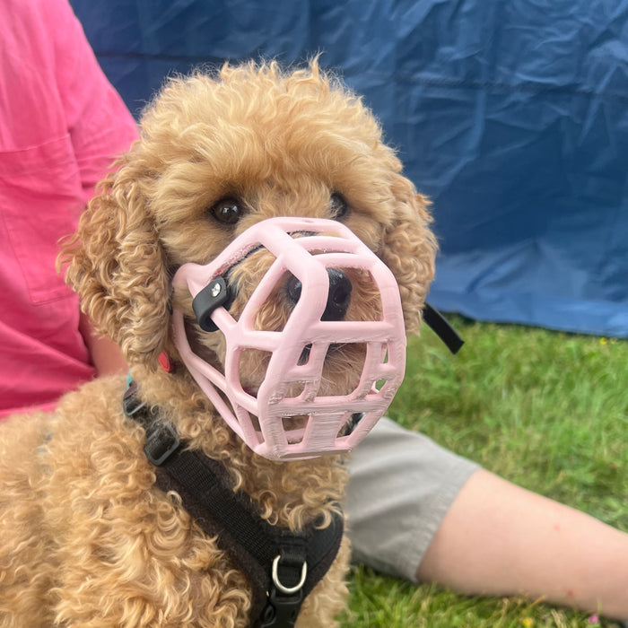 PRE ORDER Teal Size Jimmy Dog Muzzle - Made to order muzzle with colour customisation (shipping March 2027)