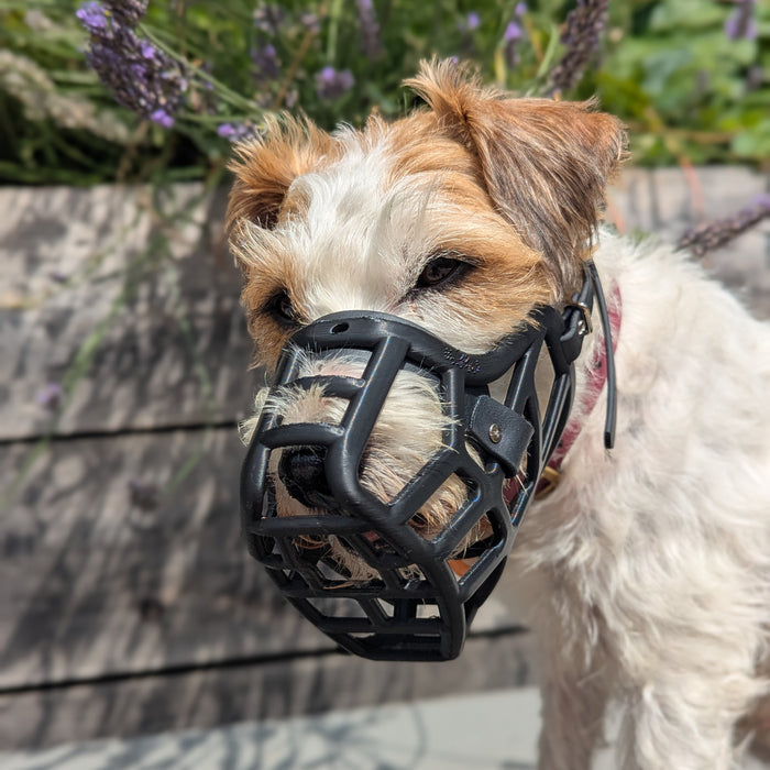 PRE ORDER Teal Size Jimmy Dog Muzzle - Made to order muzzle with colour customisation (shipping March 2027)