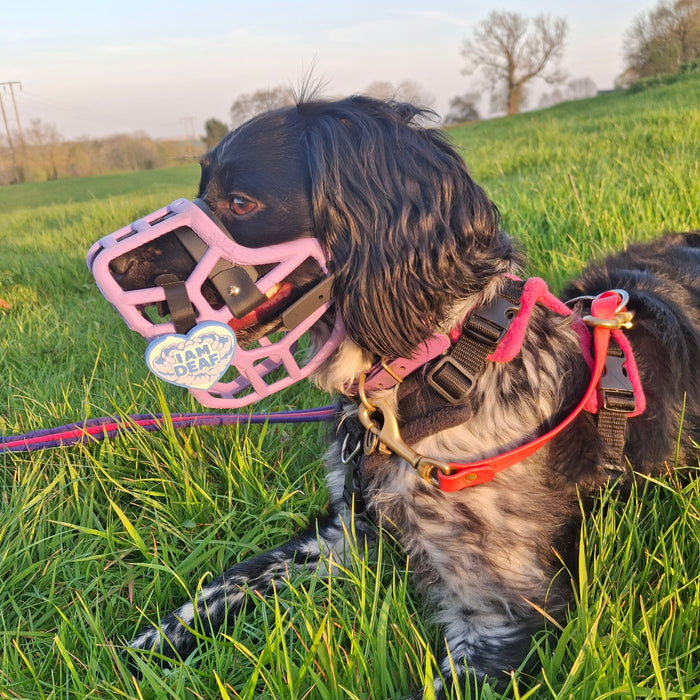 PRE ORDER Teal Size Jimmy Dog Muzzle - Made to order muzzle with colour customisation (shipping March 2027)