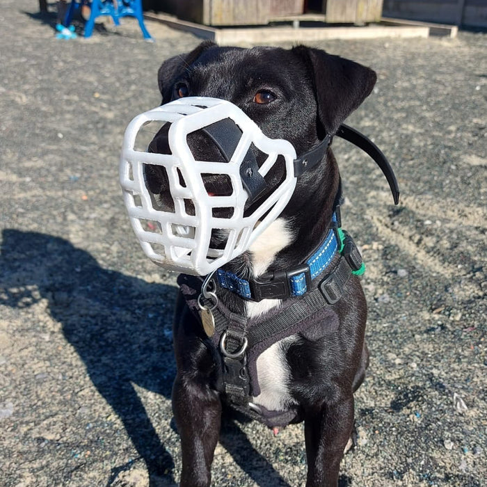 PRE ORDER Teal Size Jimmy Dog Muzzle - Made to order muzzle with colour customisation (shipping March 2027)