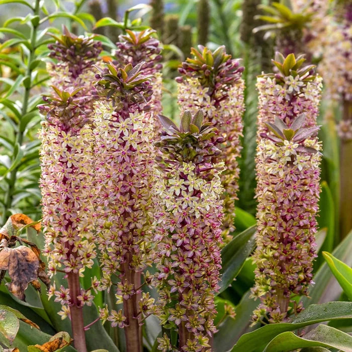 Princess Bride Pineapple Lily