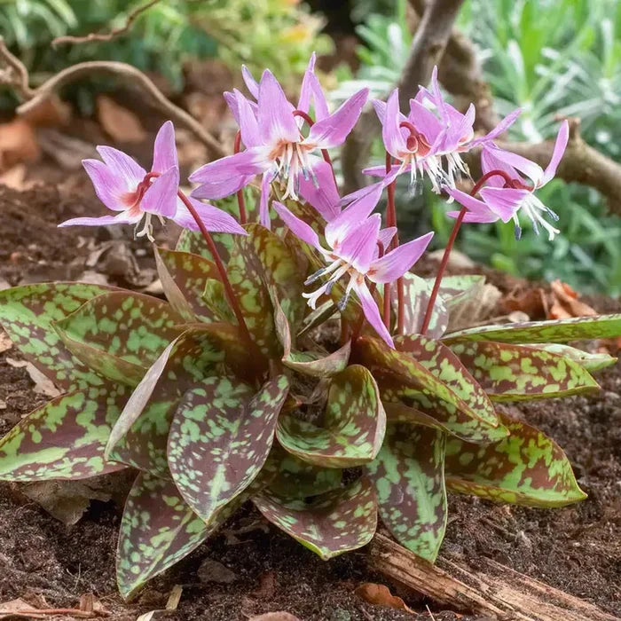 Purple King Dog's Tooth