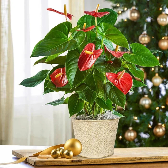 Red Anthurium