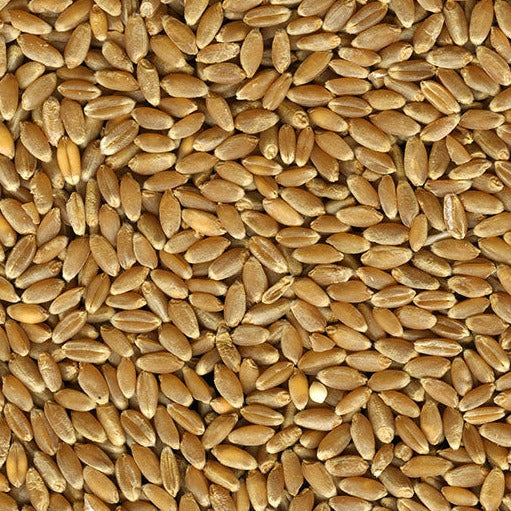 Quality Hard Red Winter Wheat