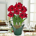 Red Reality Amaryllis in Foil Wrapped Pot