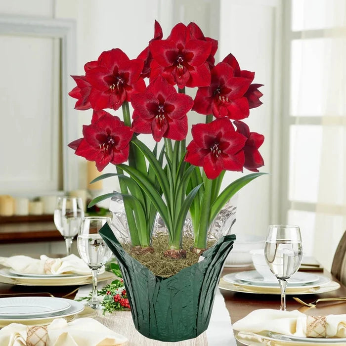 Red Reality Amaryllis in Foil Wrapped Pot