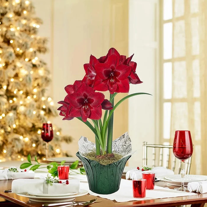 Red Reality Amaryllis in Foil Wrapped Pot